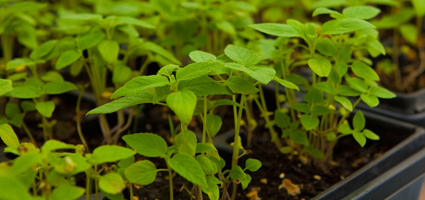 Why Everyone Should Try Sprouting Chia Seeds