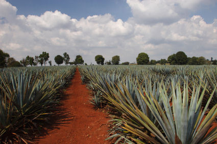Agave Nectar 101: The Quick Skinny